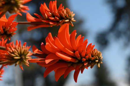 Bold clusters of orange flowers bloom against a clear blue sky, showing nature's artistry. The sunlight highlights the delicate petals and creates a stunning contrast with green foliage.の写真素材