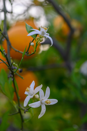In a vibrant garden, delicate white flowers adorn an orange tree, their beauty contrasting against ripe oranges glistening under the warm sun.の写真素材