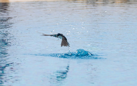 A small bird gracefully plunges into tranquil waters, sending droplets flying into the air. The early morning sun casts a golden glow over the picturesque pool, capturing a moment of life.の写真素材