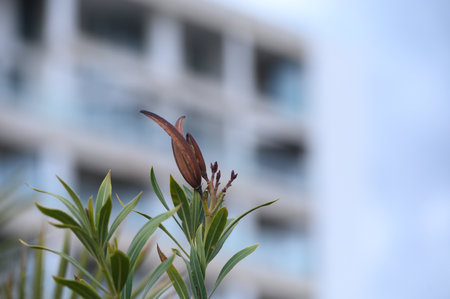 A flower bud stands tall, surrounded by lush green leaves.の写真素材