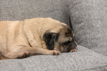 A charming pug snugly curled up on a soft gray couch, enjoying a peaceful moment of rest in a comfortable living room, illuminated by afternoon light filtering through the window.の写真素材