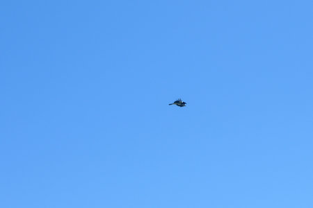 A solitary bird sails effortlessly through an expansive blue backdrop, wings stretched wide as it catches the gentle currents of the air under a warm sun.の写真素材