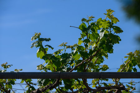Vibrant green grapevines stretch toward the blue sky in a lush vineyard under the midday sunの写真素材