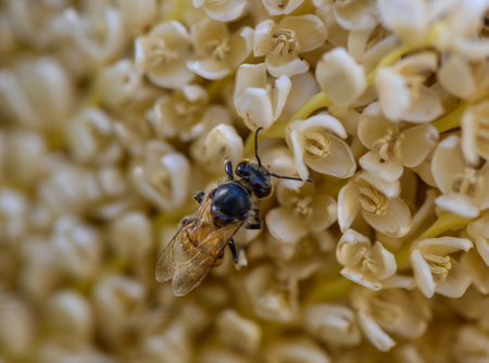Macro photo of a bee collecting nectar from a date palm flower in its natural habitat. Taken in...
