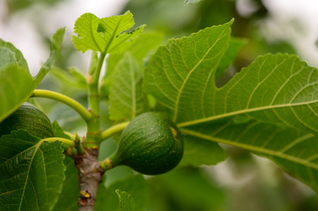 Tender young figs lit by soft sunlight, growing on a fig tree branch in a Cypriot village garden.