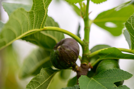 Close-up of young green fig fruits growing on a branch in Northern Cyprus. Early summer growth.