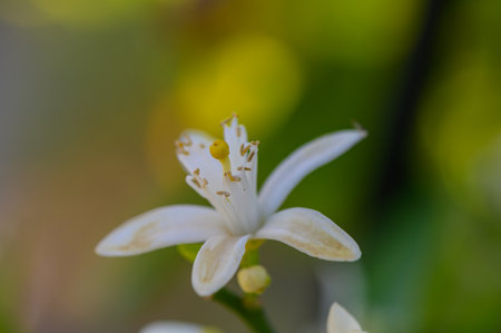 Orange blossom in bloom, macro shot