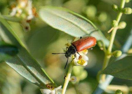 Macro shot of a red-winged blood beetle (or similar species) resting on a green leaf. Captured in...