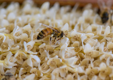 Macro photo of a bee pollinating a date palm flower. Natural light, focus on pollination and...