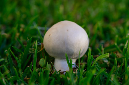 Fresh Champignon Mushrooms in Green Grass on Cyprusの写真素材