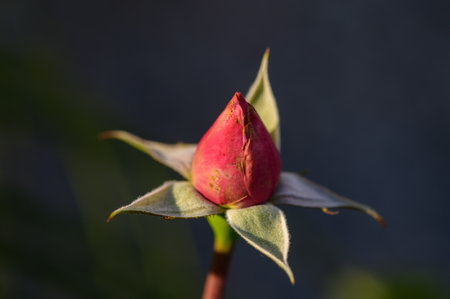 Rosebud Reaching Toward in Natural Sunlight