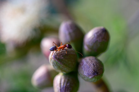Insect interaction: ant on eucalyptus blossom
