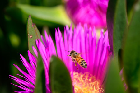 Pollinating Bee on Hottentot Fig Flower