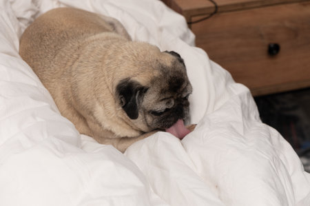 Elderly Pug Relaxing in Bedの写真素材