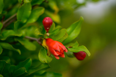 Vivid pomegranate blossoms on branches, surrounded by lush green leaves. Captured in natural light, perfect for tropical and garden themes.の写真素材