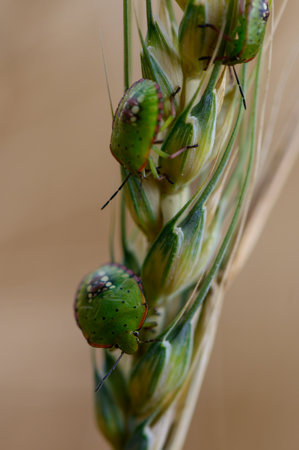 A green stink bug clings to rye in Cyprus. Close-up macro captures detail of this small agricultural...