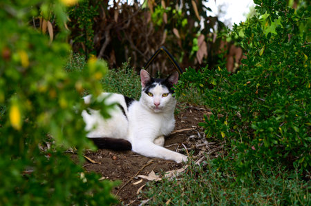 White cat with black spots hiding in green bushes in Cyprus. Natural light, outdoor setting, curious and alert expression.の写真素材