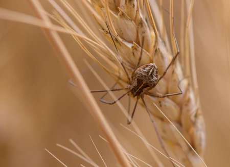 Spider on a rye ear in a Cyprus fieldの写真素材