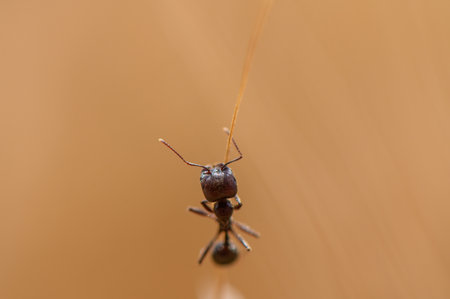 Ant on a Rye Spikeletの写真素材