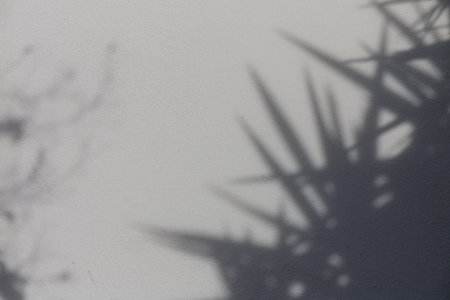 White house wall in Cyprus with soft shadows of tropical plant leaves. Natural light and minimal summer background.の写真素材