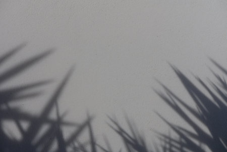 White Wall with Tropical Leaf Shadows in Cyprus Sunlight