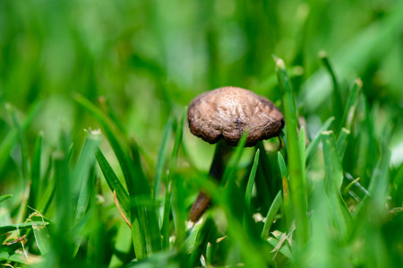Wild mushrooms growing on a lush green lawn. Natural setting, fresh grass, and peaceful atmosphere.の写真素材