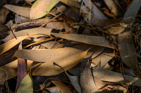 Dry Eucalyptus Leaves with Sun Rays under Tree in Cyprus Nature