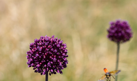 Purple ornamental allium flower in full bloom. Decorative bulb plant with spherical blossom and tall green stem.の写真素材