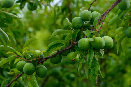 Green Plums Growing on Tree Branch in Sunlightの写真素材