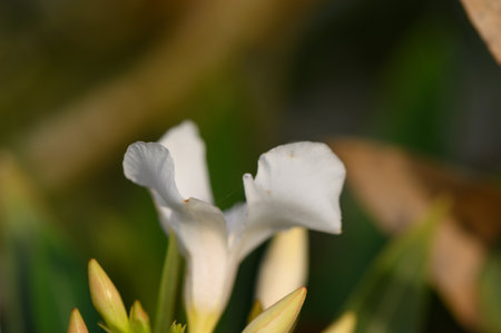 Cluster of white flowers in full bloom. Delicate petals and green leaves under bright sunlight.の写真素材