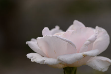 Macro Shot of Elegant Cream Rose Bloomの写真素材