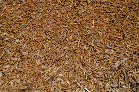Natural background with golden wheat grains in a heap, close-up texture view.の写真素材