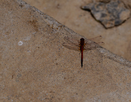 Dragonfly Resting on Stone Steps in Cyprusの写真素材