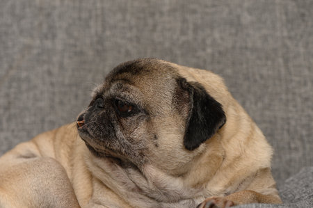 An elderly pug dog sleeps peacefully on a soft couch, enjoying a calm and cozy moment.の写真素材