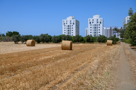 Harvest season in Cyprus with straw bales on a sunlit dry field.の写真素材