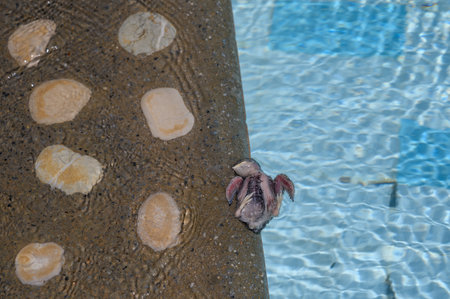 Small bird lifelessly floating in a swimming pool on a sunny day in Cyprus.