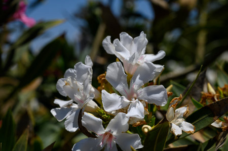 Bright white oleander blossoms glowing in Cyprus sunlight on a clear summer day.
