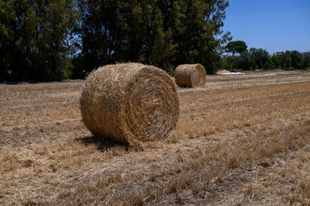 Scenic rural field in Cyprus with round straw bales under clear blue sky.の写真素材