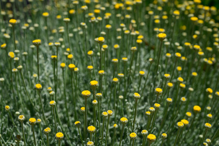 A lush bush of wild chamomile flowers growing under the Cyprus sun.の写真素材