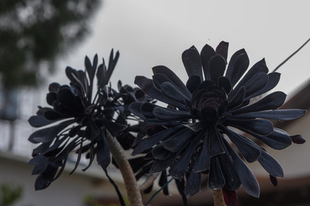 A close-up of a black echeveria succulent thriving under the Mediterranean sun in Cyprus.の写真素材