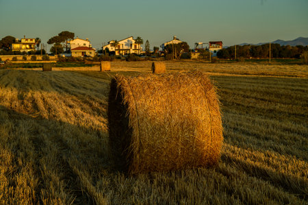 Round straw bales rest on a sunlit field during sunset in Cyprus.
