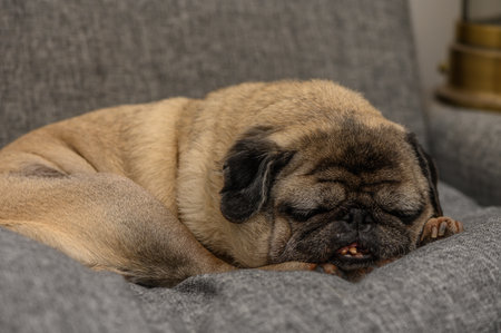 A wrinkled old pug peacefully naps on a couch, surrounded by warmth and soft cushions.の写真素材