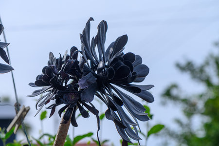 Black Echeveria Succulent in Cyprusの写真素材