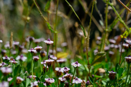 Close-up of blooming white yarrow in the Mediterranean environment of Cyprus.