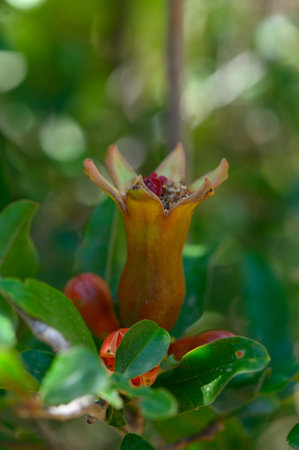 Bright red pomegranate flowers blooming on a branch under the warm Mediterranean sun in Cyprus. Natural beauty of flowering season.の写真素材