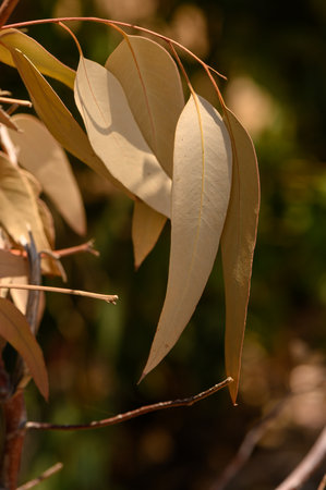 Dried eucalyptus leaves on a thin branch, natural setting and light.の写真素材