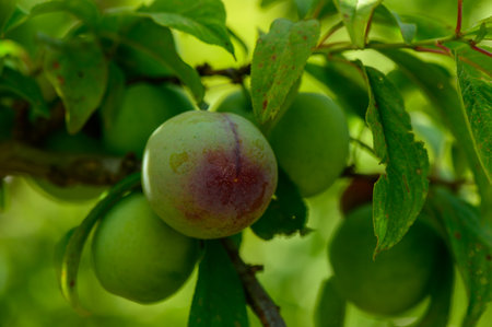 Close view of green unripe plums forming on a branch under the warm Cypriot sun.の写真素材