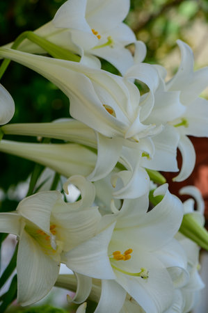 White Lily Flowers Growing in Garden in Cyprusの写真素材