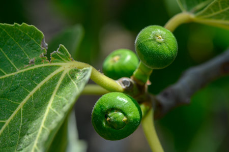 Young Figs Growing on a Branch in Cyprus Gardenの写真素材