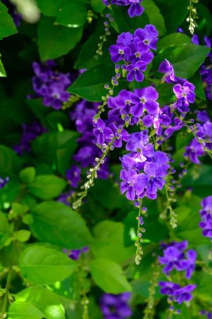 Elegant clusters of purple wisteria flowers cascading in full bloom in a sunny garden in Cyprus, symbol of beauty and tranquility.の写真素材